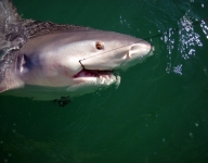 shark-fishing-14