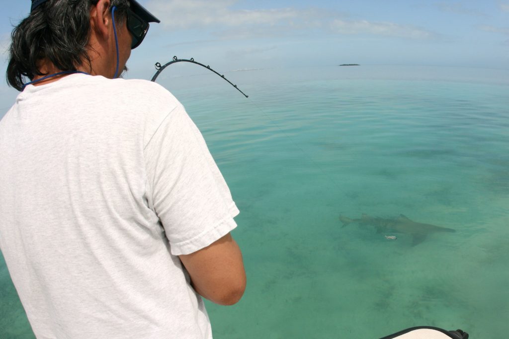Miami shark fishing