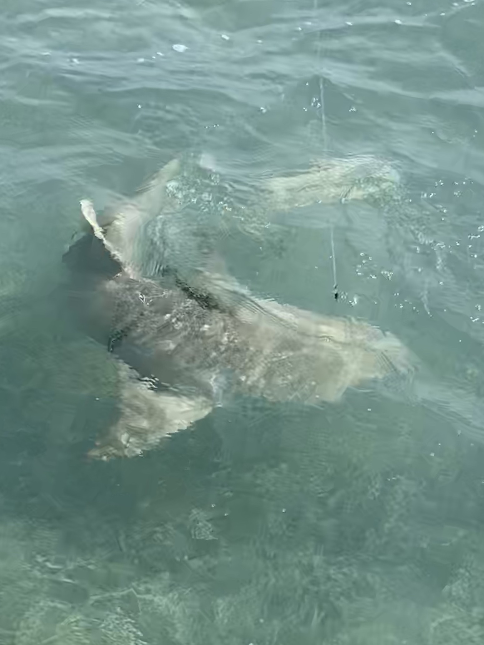 Miami Biscayne bay shark fishing report feb. 2021 - Miami Biscayne Bay ...